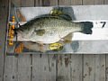 yama63cm-1.jpg